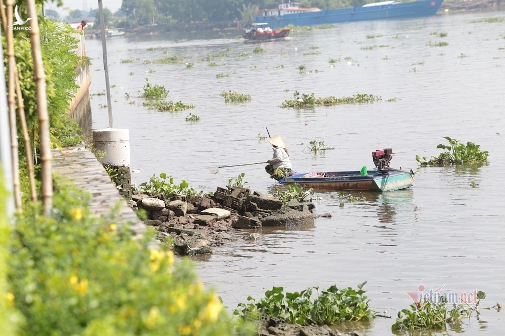Cá phóng sinh Rằm tháng Bảy chưa kịp bơi đã bị chích điện