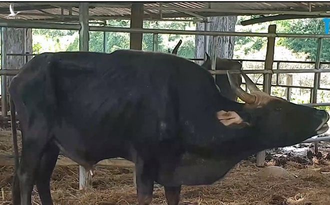 Đàn bò tót lai quý hiếm "ốm o gầy mòn": Hơn năm qua, chúng chỉ được ăn rơm khô cầm cự qua ngày