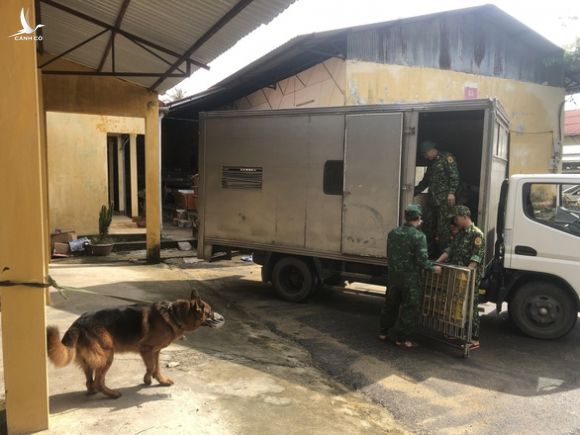 Lực lượng tìm kiếm đưa chó nghiệp vụ trở lại thủy điện Rào Trăng 3 - Ảnh 1.