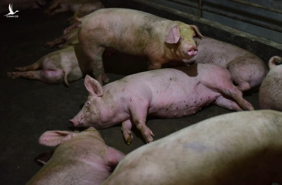 Một đàn lợn tại Trung Quốc có triệu chứng nhiễm SADS-CoV. Ảnh: AFP