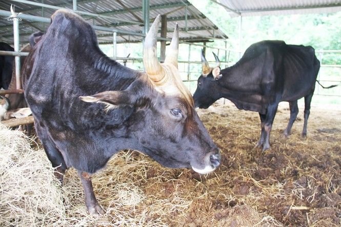 Vườn quốc gia Phước Bình sẽ chăm sóc đàn bò tót ốm đói, suy kiệt như thế nào? - ảnh 1