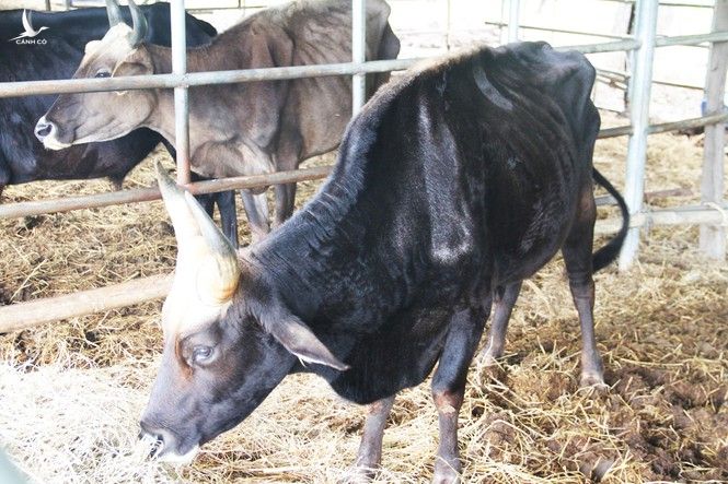 Vườn quốc gia Phước Bình sẽ chăm sóc đàn bò tót ốm đói, suy kiệt như thế nào? - ảnh 2