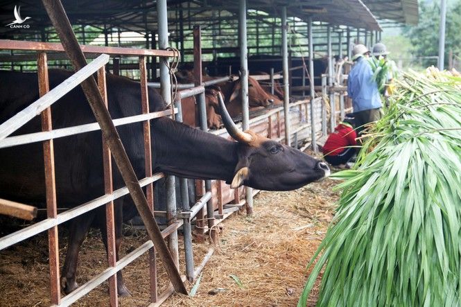 Vườn quốc gia Phước Bình sẽ chăm sóc đàn bò tót ốm đói, suy kiệt như thế nào? - ảnh 3