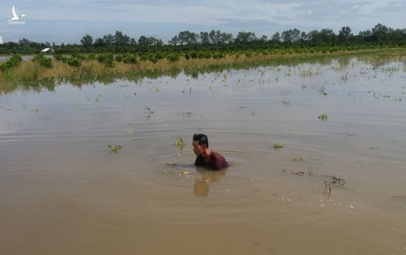Hàng nghìn căn nhà chìm trong biển nước, hàng nghìn ha lúa bị ngập úng - 3