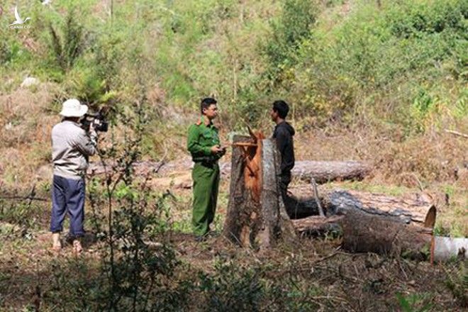 Xác định 6 nghi can triệt hạ rừng phòng hộ ở Lạc Dương, Lâm Đồng - ảnh 2