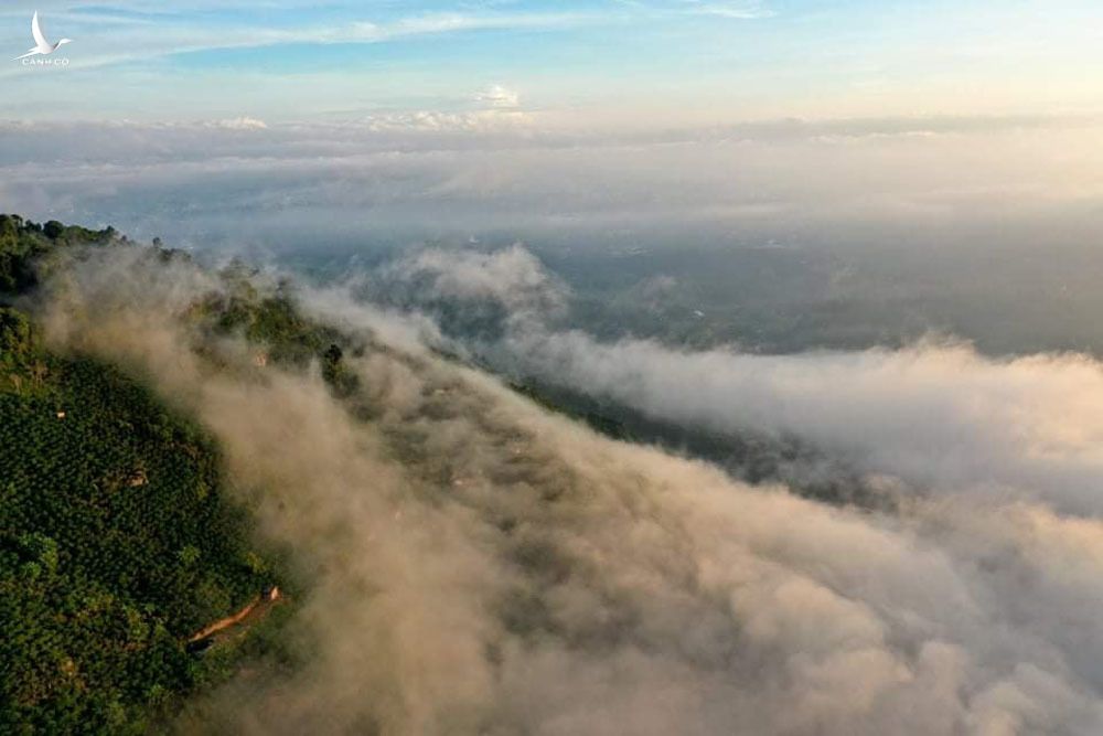 Chàng trai bỏ đại học, mua đất trồng rừng, ‘gọi’ chim về ở