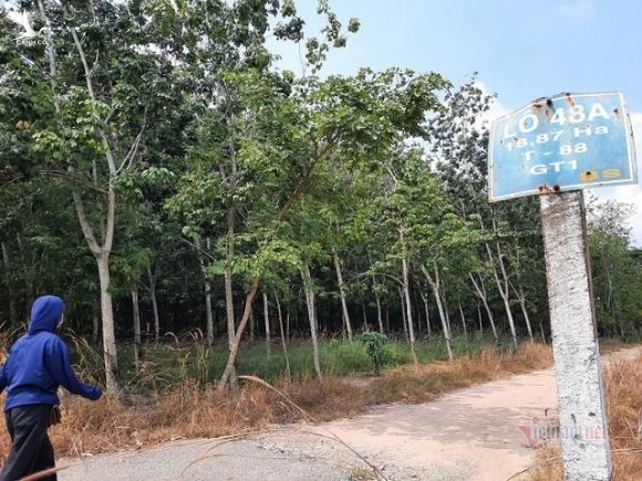 Đại biểu Quốc hội tỉnh Gia Lai nói cây cao su thải khí CO2, chuyên gia lên tiếng - 2