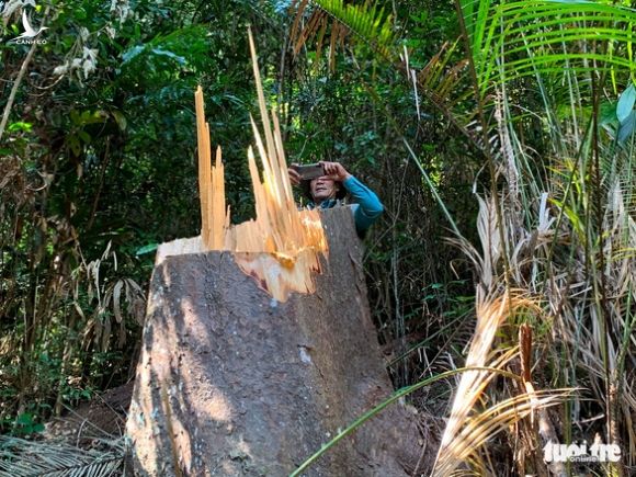 Rừng bạch tùng cổ thụ bị đốn hạ, phát hiện gỗ cùng loại ở nhà tổ trưởng bảo vệ rừng - Ảnh 1.