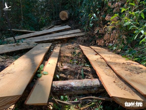 Rừng bạch tùng cổ thụ bị đốn hạ, phát hiện gỗ cùng loại ở nhà tổ trưởng bảo vệ rừng - Ảnh 2.