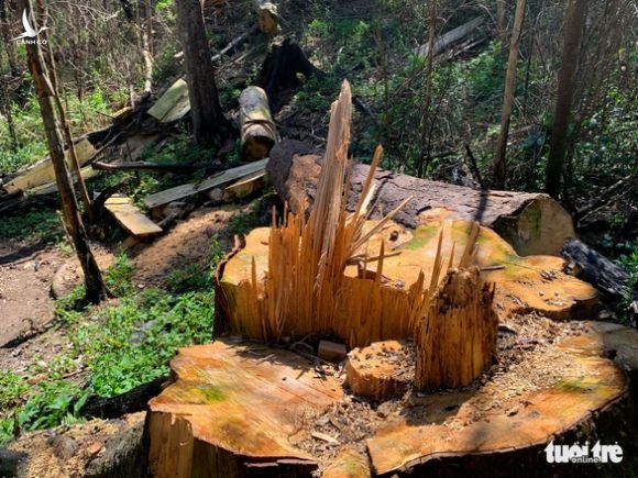 Rừng bạch tùng cổ thụ bị đốn hạ, phát hiện gỗ cùng loại ở nhà tổ trưởng bảo vệ rừng - Ảnh 3.