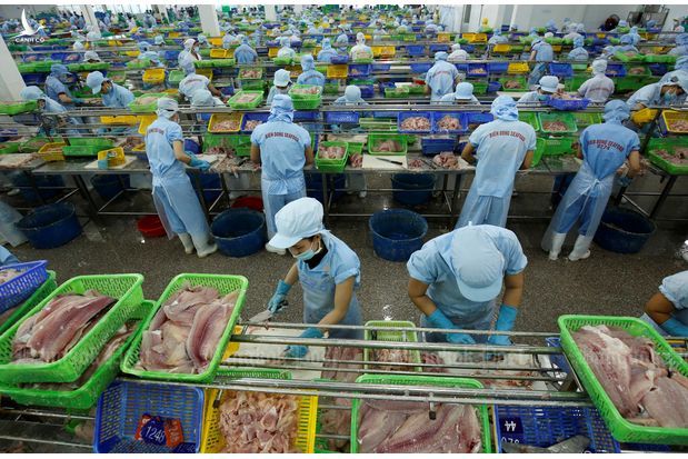 Công nhân trong nhà máy chế biến hải sản ở Cần Thơ. Ảnh: Reuters.