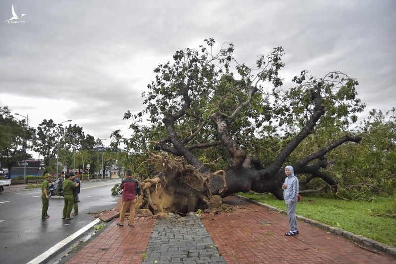 Hình ảnh về thiệt hại do bão số 13 ở Thừa Thiên - Huế - ảnh 1