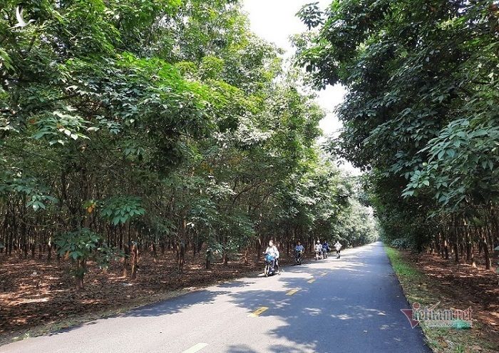 ĐBQH tỉnh Gia Lai nói cây cao su thải khí CO2, chuyên gia lên tiếng