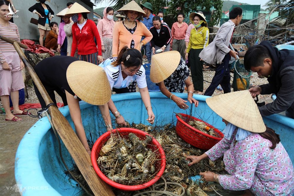 Người dân thị xã Sông Cầu vớt tôm hùm chết, ngắc ngoải đưa lên bờ bán thương lái mong gỡ vốn. Ảnh: Xuân Ngọc.