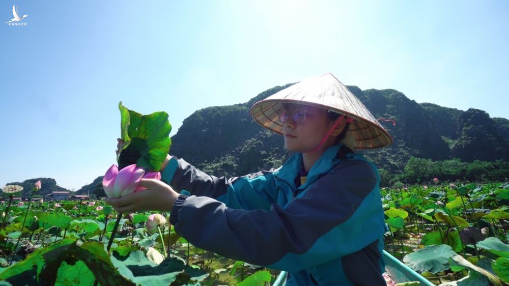 Không ít bạn trẻ ngỡ ngàng khi dù đã vào giữa tháng 10 nhưng đầm sen Hang Múa, đầm sen lạ nhất Việt Nam vẫn rất nhiều hoa.