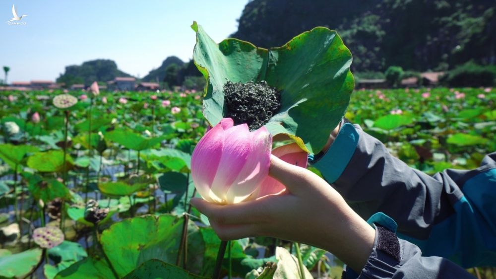 Năm nay, ngoài những bông sen nở muộn thì hồ sen Hang Múa còn khiến giới mê du lịch phát cuồng với những sản phẩm từ sen.