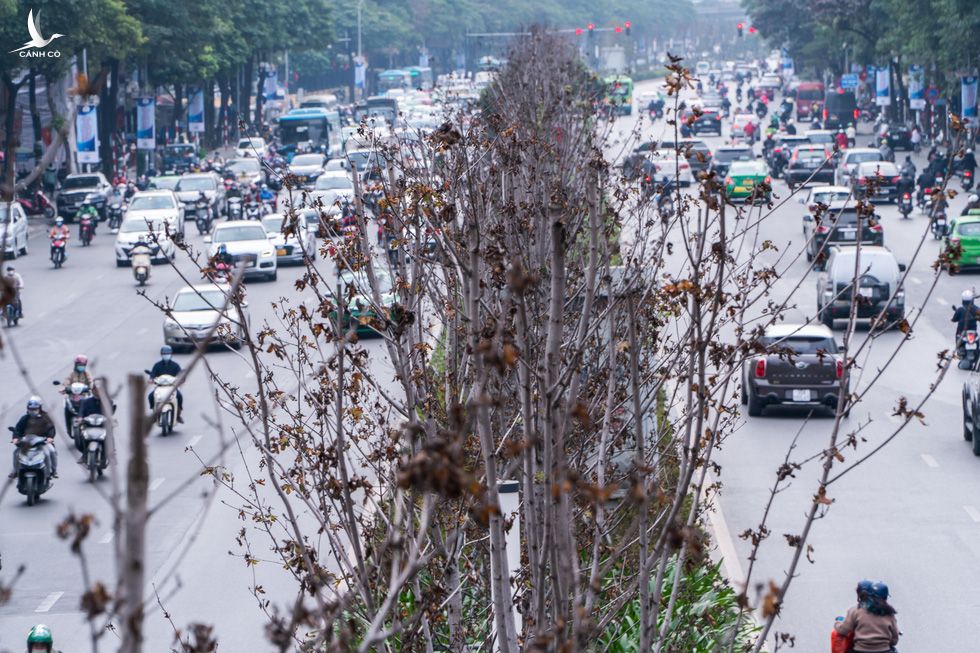 Hàng cây phong lá đỏ chết khô ở tuyến đường được kỳ vọng lãng mạn nhất Hà Nội - Ảnh 5.