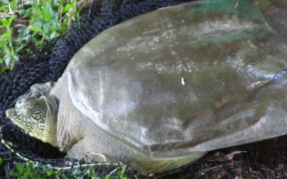 Cá thể rùa ở Hồ Đồng Mô được bẫy bắt và lấy mẫu phân tích gen. Ảnh ATP cung cấp.