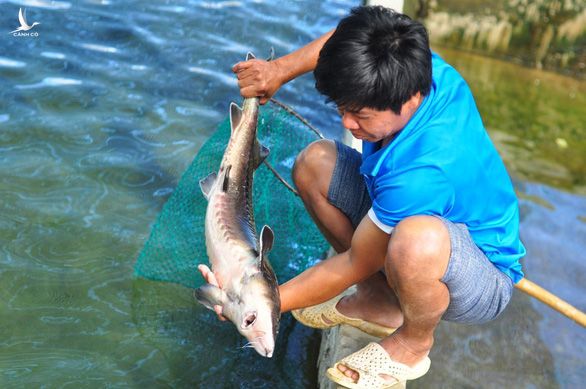 Cá tầm Trung Quốc giá rẻ tràn vào Việt Nam, người nuôi cá trong nước lao đao - Ảnh 1.