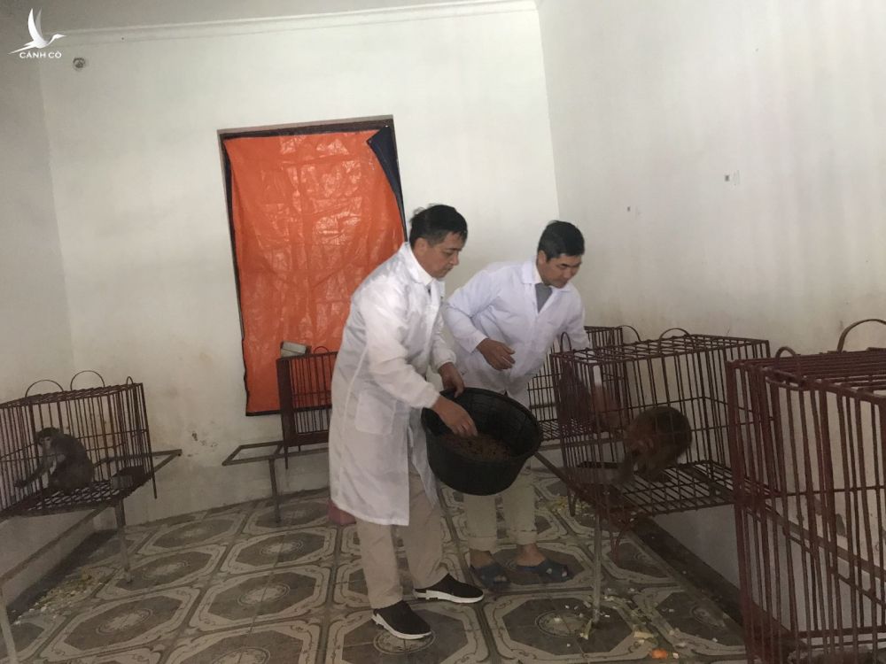 Quảng Ninh: Ra đảo xem nuôi loài khỉ đang được tiêm thử nghiệm vaccine COVID-19 của Việt Nam - Ảnh 2.