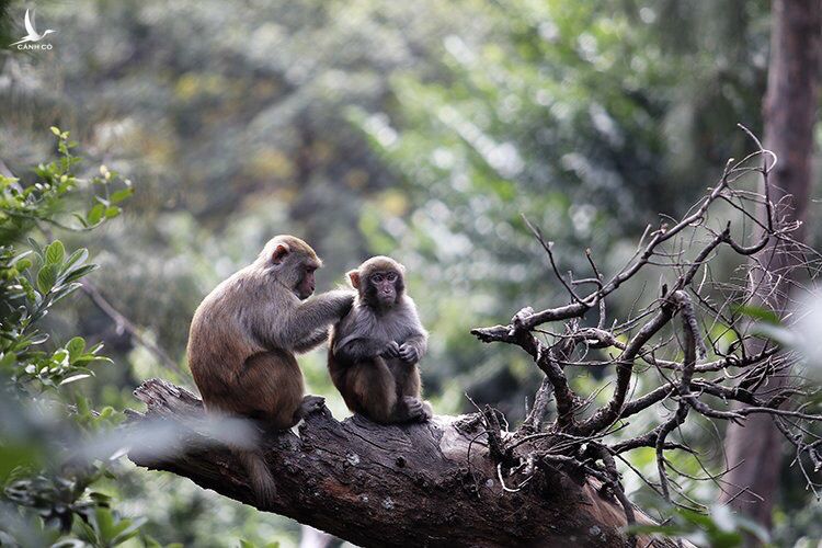 Quảng Ninh: Ra đảo xem nuôi loài khỉ đang được tiêm thử nghiệm vaccine COVID-19 của Việt Nam - Ảnh 4.