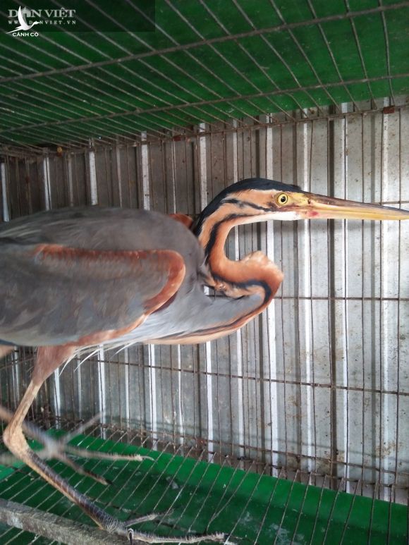 Tổ chức Quốc tế Bảo tồn Thiên nhiên: Đã có “cây gậy vàng” từ lãnh đạo Chính phủ để giải cứu chim trời - Ảnh 3.