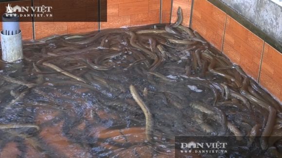 Một ông nông dân tỉnh Đồng Tháp bắt bán hàng tấn lươn không bùn, thương lái tấp nập đến mua - Ảnh 3.