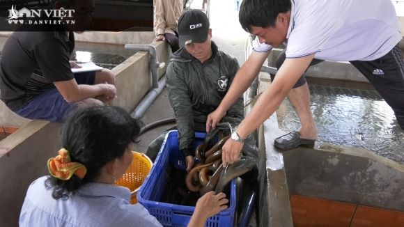 Một ông nông dân tỉnh Đồng Tháp bắt bán hàng tấn lươn không bùn, thương lái tấp nập đến mua - Ảnh 7.