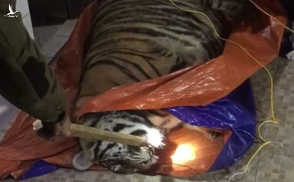 Phát hiện một con hổ nặng 250kg nằm bất tỉnh trong nhà dân ở Hà Tĩnh