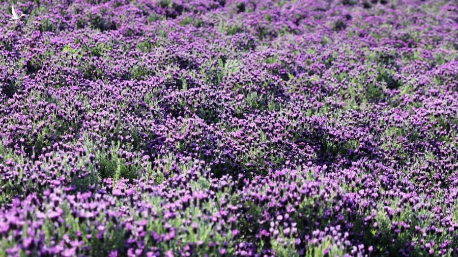 Đảo Banwol có khoảng 21.500 mét vuông cánh đồng hoa oải hương.