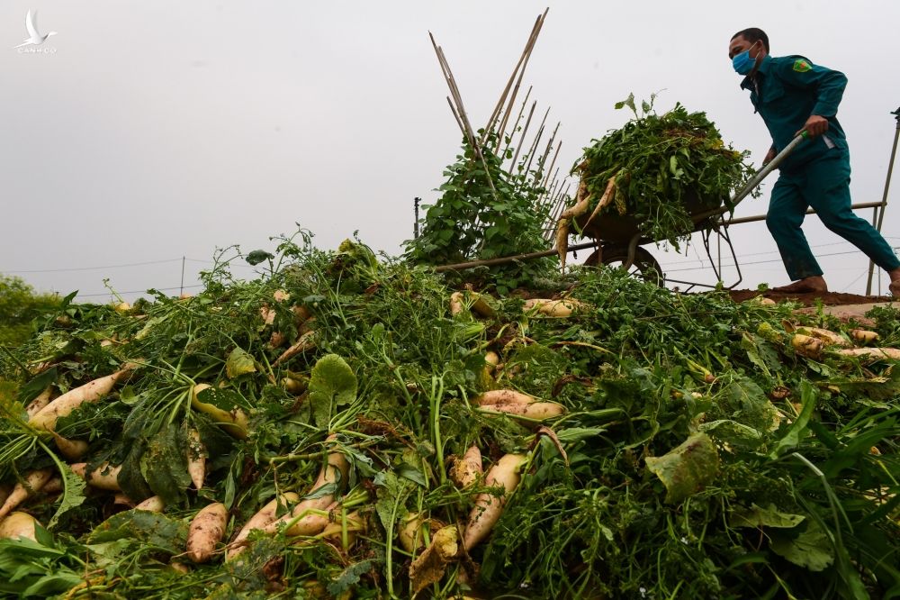 Giá xuống thấp kỷ lục, khó tìm đầu ra, hàng chục tấn rau, củ đến kỳ thu hoạch của người dân Hà Nội phải nhổ bỏ vứt la liệt đầy đường. 