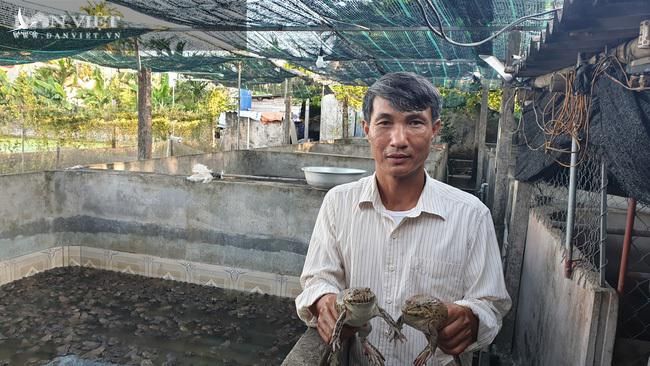 Ông Ninh Văn Tài ở xóm 2, xã Hải Sơn, huyện Hải Hậu (tỉnh Nam Định) thành công với mô hình nuôi ếch của mình.