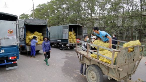 Nông dân Đông Triều vẫn tất bật tiêu thụ khoai tây vụ Tết /// Ảnh N.H 