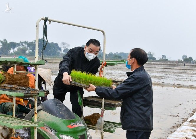 Bí thư Vương Đình Huệ xuống đồng cấy lúa cùng nông dân - ảnh 3