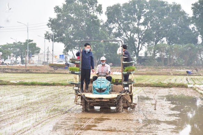 Bí thư Vương Đình Huệ xuống đồng cấy lúa cùng nông dân - ảnh 5