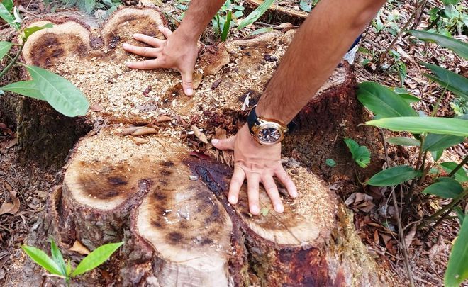 Nhiều cây lâu năm ở rừng phòng hộ di sản Mỹ Sơn bị “chặt nhầm” /// ẢNH: NAM THỊNH