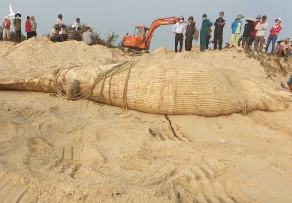 Xác cá voi 4 tấn dạt vào bờ biển Quảng Nam - ảnh 1