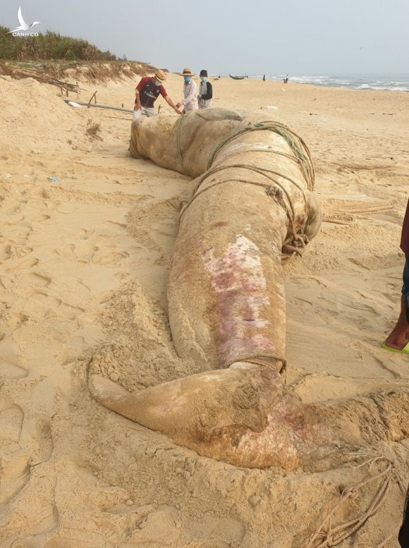 Xác cá voi 4 tấn dạt vào bờ biển Quảng Nam - ảnh 2