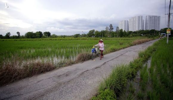 Đất nông nghiệp hai bên đường Nguyễn Văn Linh (H.Bình Chánh, TP.HCM) /// ẢNH: NGỌC DƯƠNG
