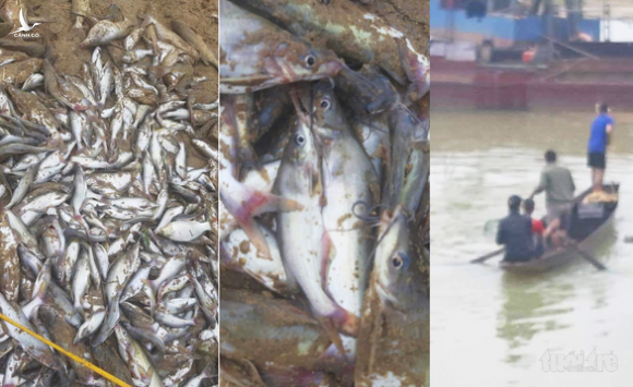 Cá chết nổi trắng sông ở Nghệ An, dân vớt đem ra chợ bán - Ảnh 2.