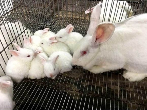 Bỏ việc nhà nước về nuôi thỏ: Bán thẳng qua Nhật, thu tiền tỷ mỗi năm
