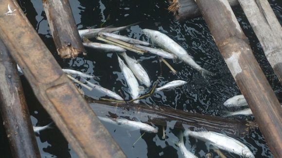 Thủy sản chết hàng loạt trên sông Mã: Người dân vật vã ‘chạy cá’ trong tuyệt vọng - ảnh 3