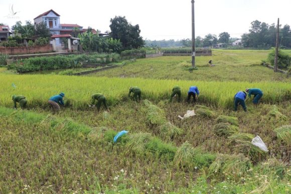 Công an xuống xã lội ruộng gặt lúa giúp các F1, F2 đang phải cách ly - Ảnh 3.