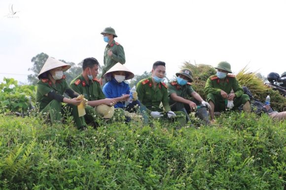 Công an xuống xã lội ruộng gặt lúa giúp các F1, F2 đang phải cách ly - Ảnh 11.