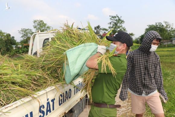 Công an xuống xã lội ruộng gặt lúa giúp các F1, F2 đang phải cách ly - Ảnh 7.