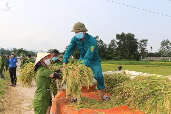 Công an xuống xã lội ruộng gặt lúa giúp các F1, F2 đang phải cách ly - Ảnh 9.