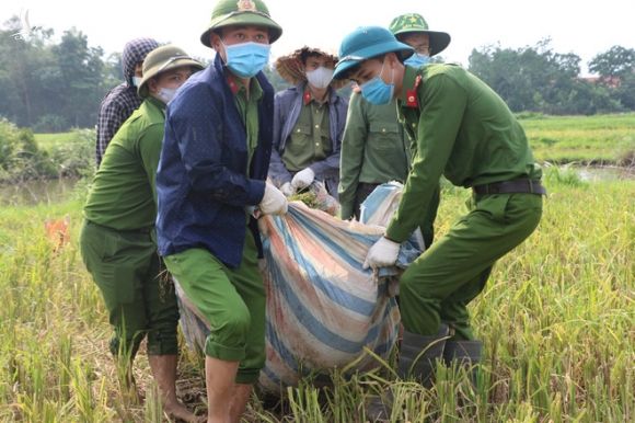 Công an xuống xã lội ruộng gặt lúa giúp các F1, F2 đang phải cách ly - Ảnh 5.