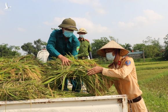 Công an xuống xã lội ruộng gặt lúa giúp các F1, F2 đang phải cách ly - Ảnh 6.