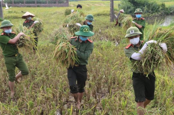 Công an xuống xã lội ruộng gặt lúa giúp các F1, F2 đang phải cách ly - Ảnh 2.