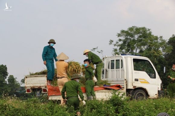 Công an xuống xã lội ruộng gặt lúa giúp các F1, F2 đang phải cách ly - Ảnh 8.